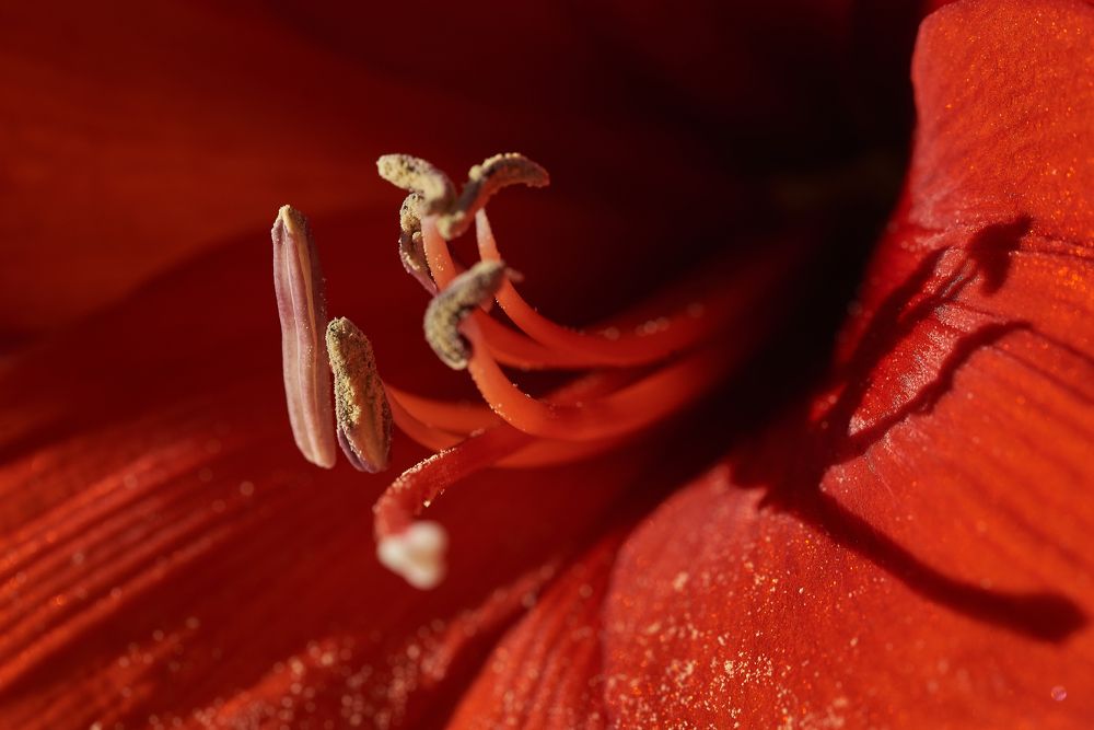 Photograph by Alla Matrosova