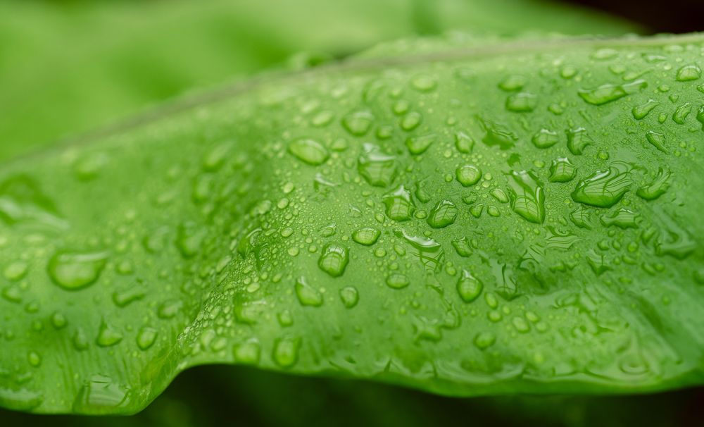 Photograph by Мария Паина