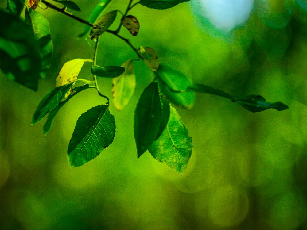 Photograph by Wrapper