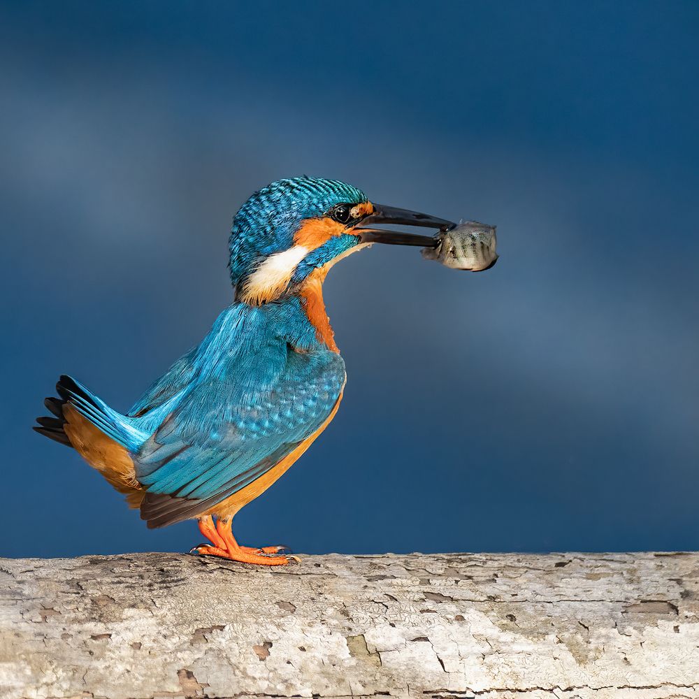 Фотография автора Paul Manjooran