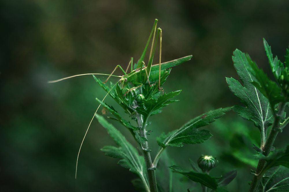 Photograph by Виталий Шкадинов