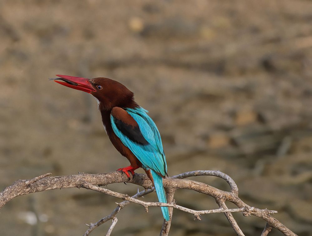 Photograph by G N RAJA