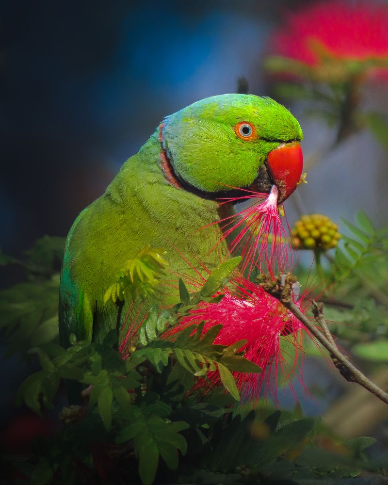 Фотография автора Mainak Halder