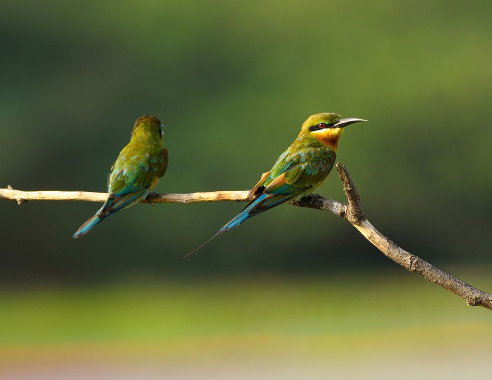 Photograph by G N RAJA