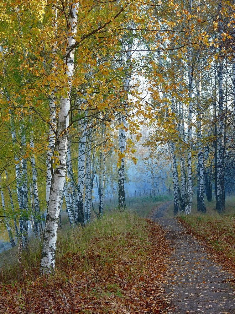 Photograph by Игорь Меньшенин