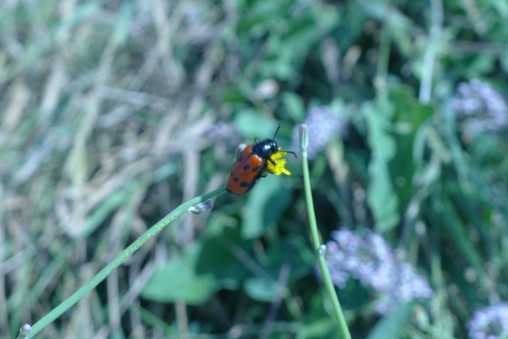 Photograph by Ольга Одаренко