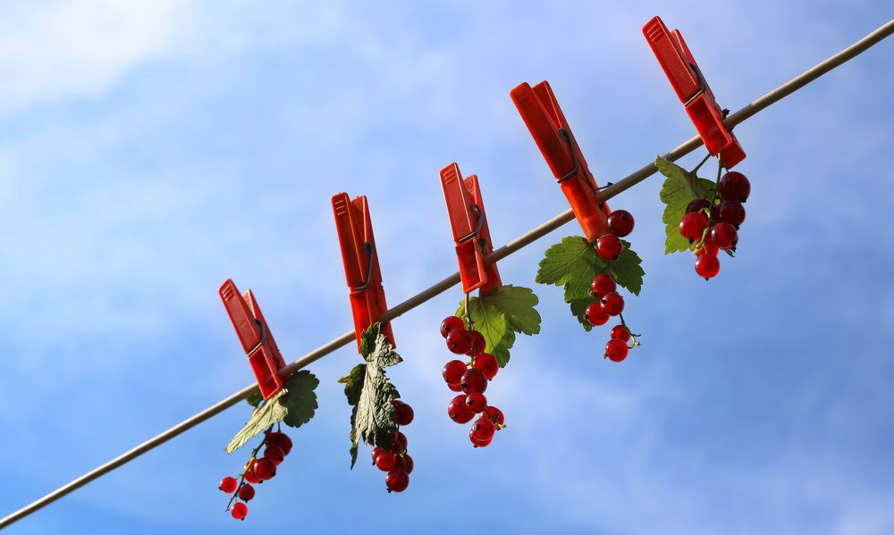 Фотография автора Елена Колосова