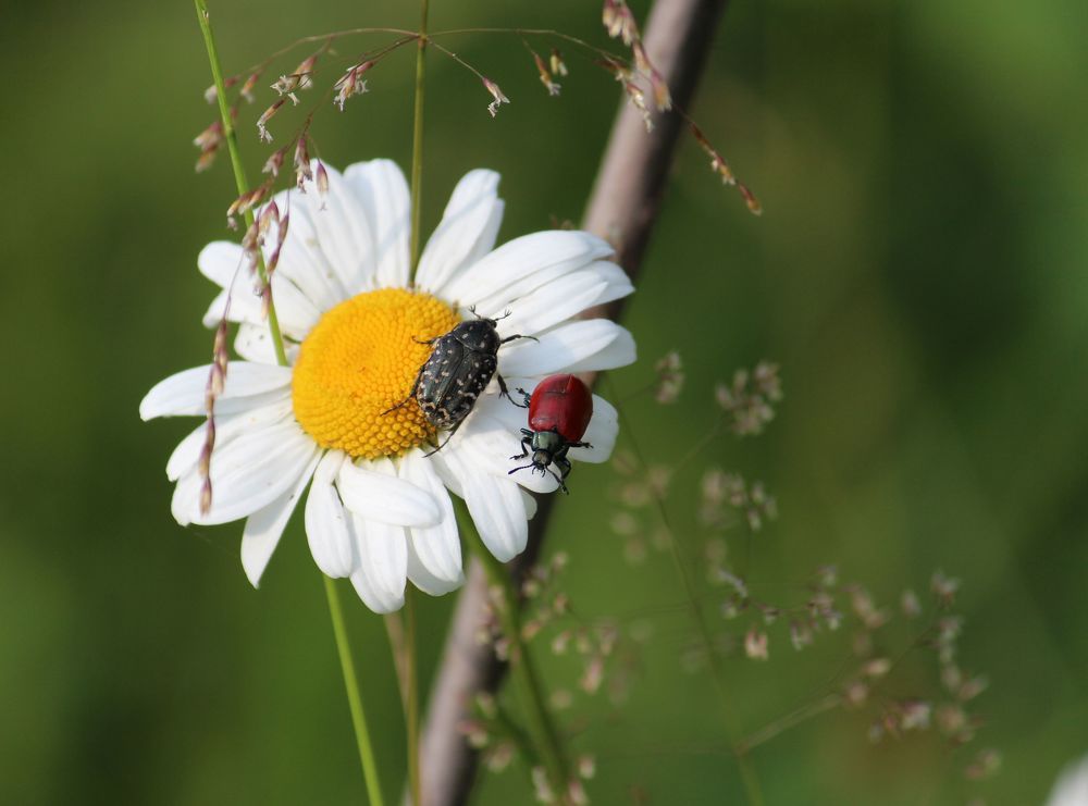 Photograph by Евгения Малафеева