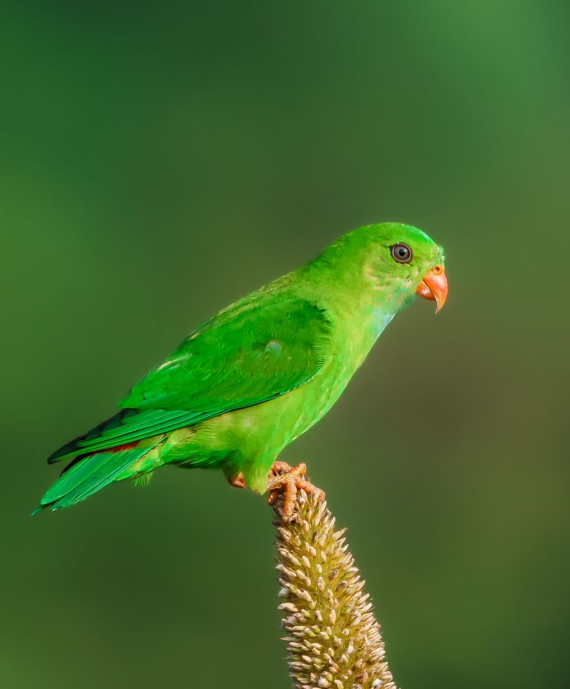 Photograph by Mayank Bhushan