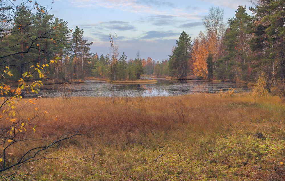 Осеннее болотце