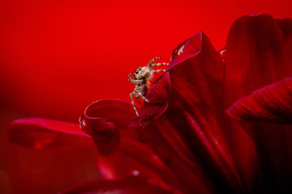 Photograph by Tilan Weerasinghe