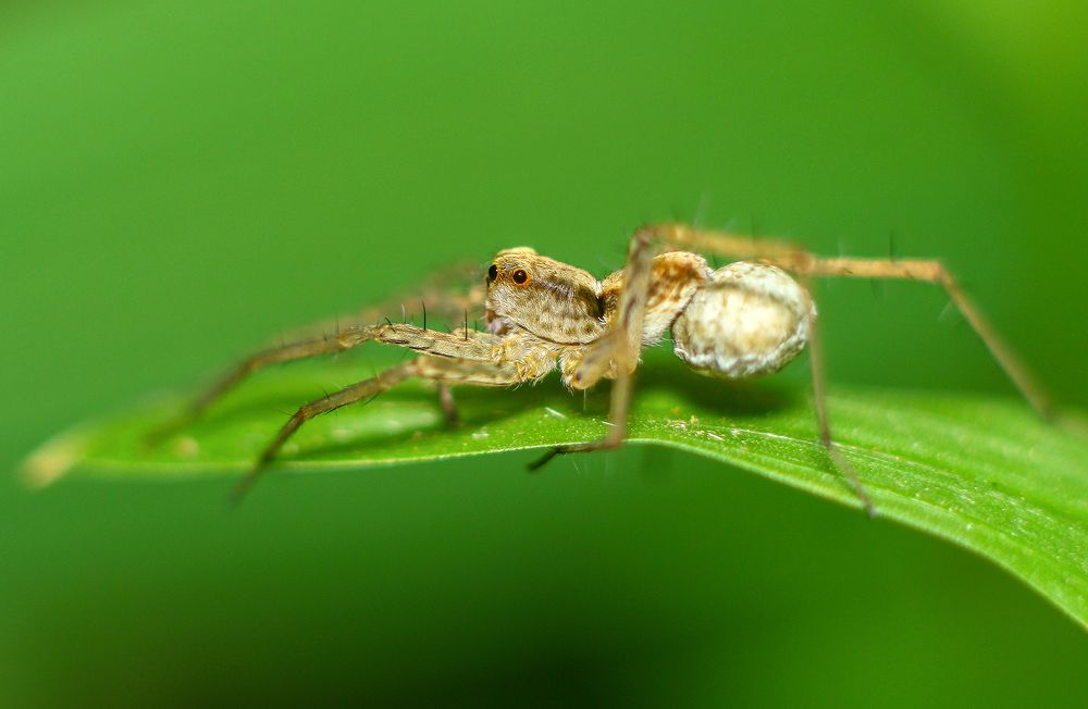 Jumping Spider
