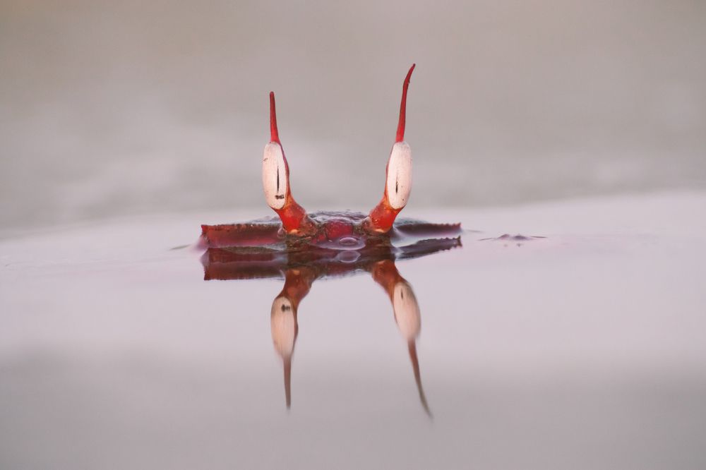 Photograph by Arnab Jana