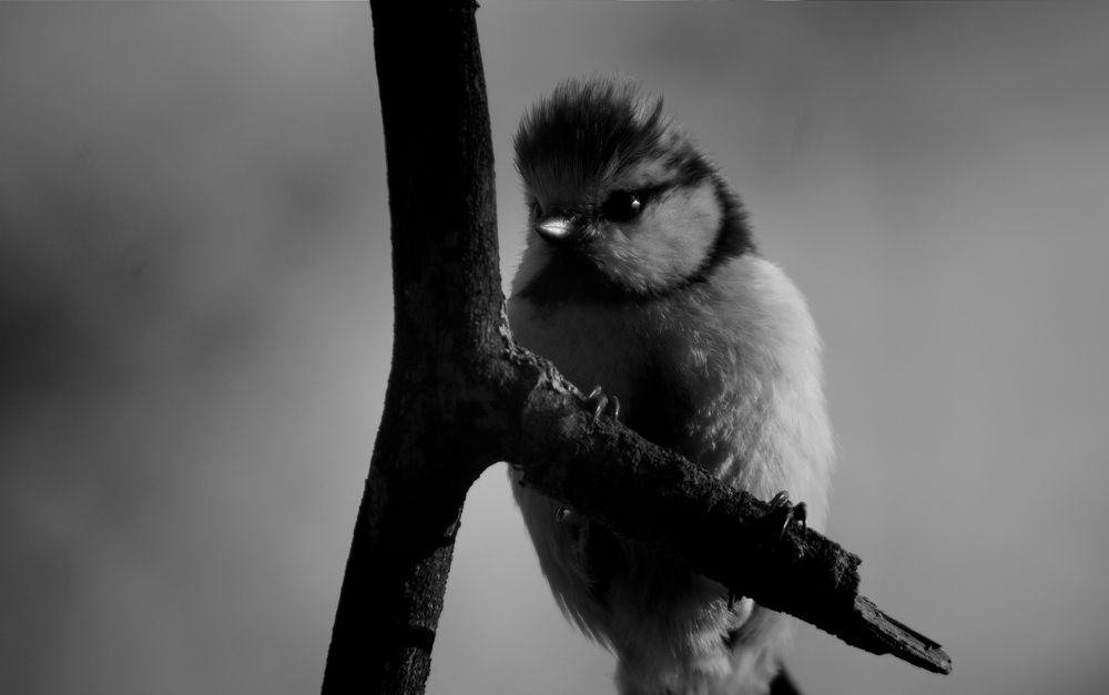Фотография автора Константин Кошелев