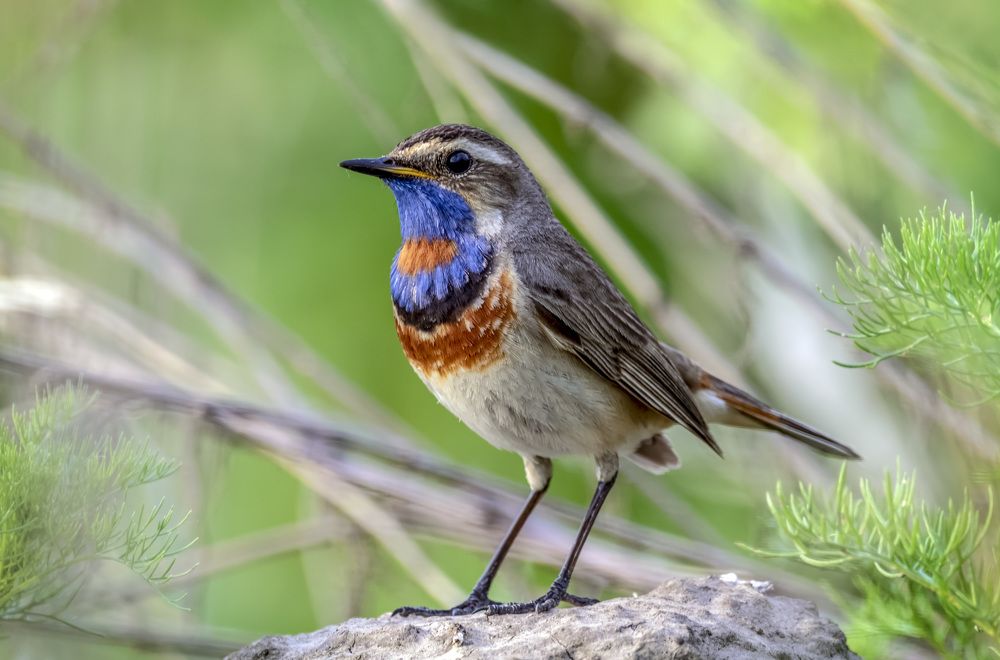 Рыжезвёздный