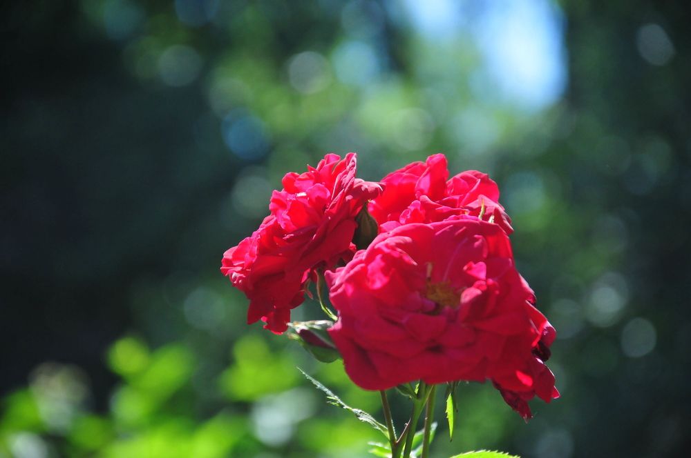 Photograph by Константин