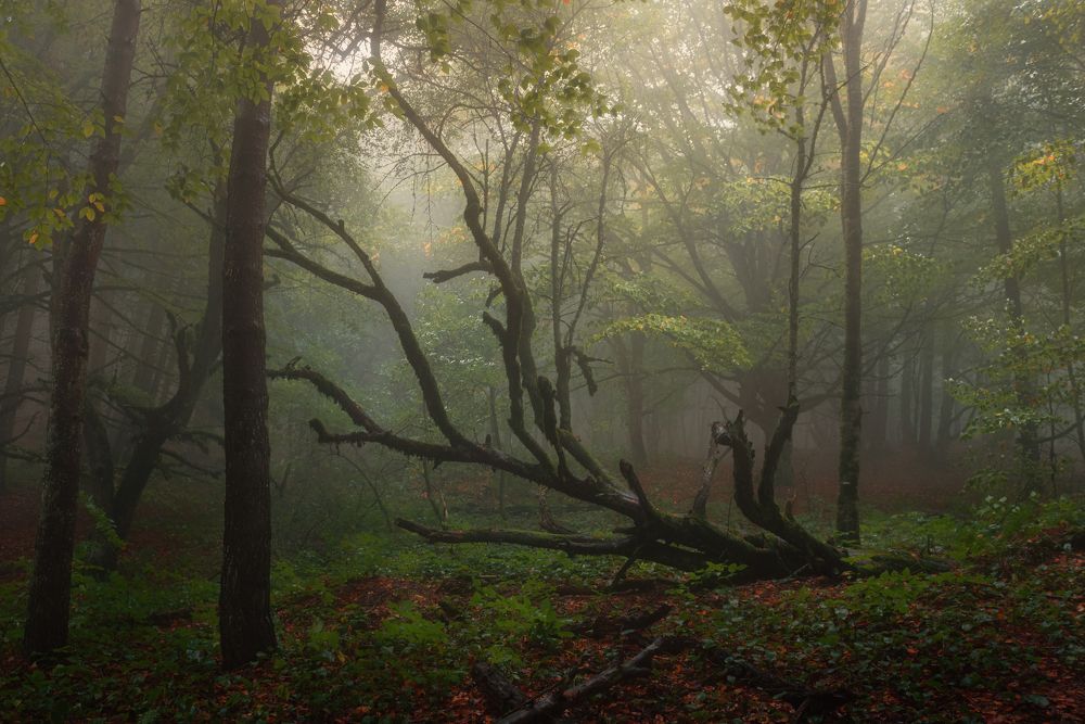 Photograph by Helen Vasilieva