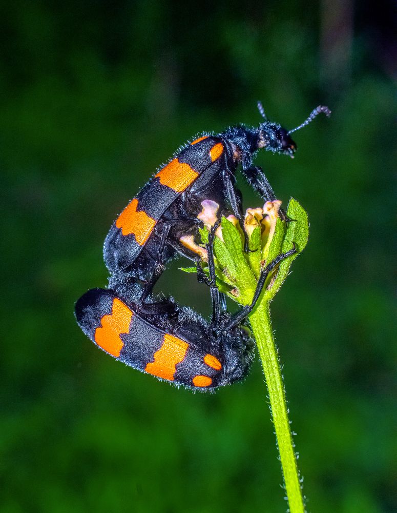 Photograph by Asamanj Maiti