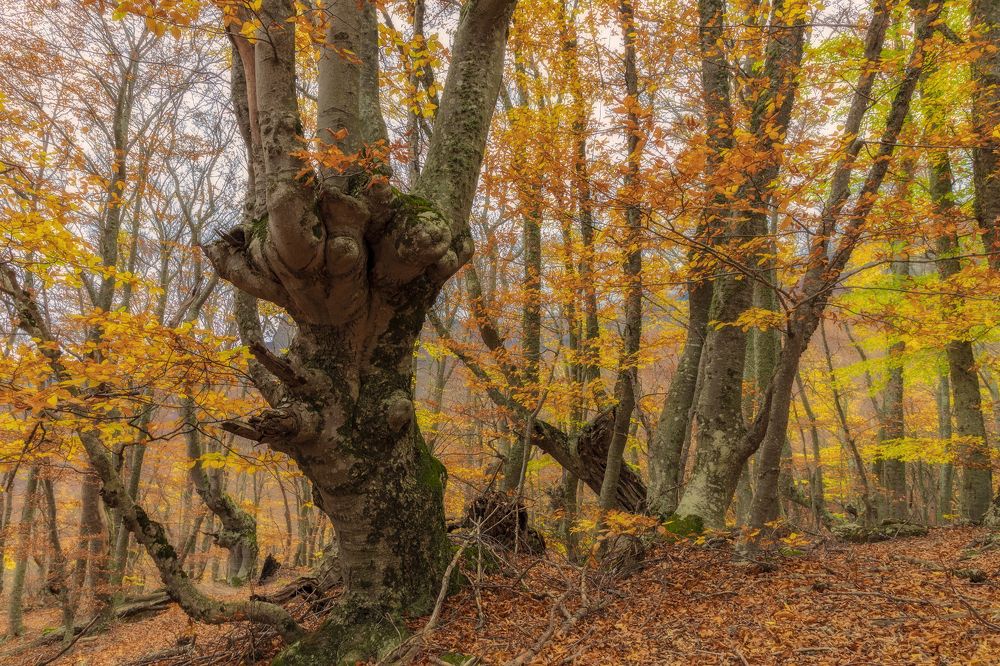 Photograph by Гусева Елена