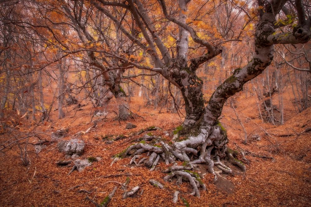 Photograph by Гусева Елена