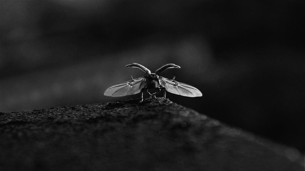 Photograph by Максим Зеньков