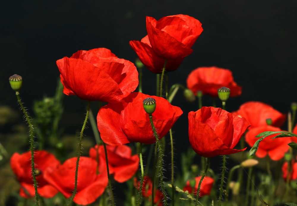 Красное на чёрном.