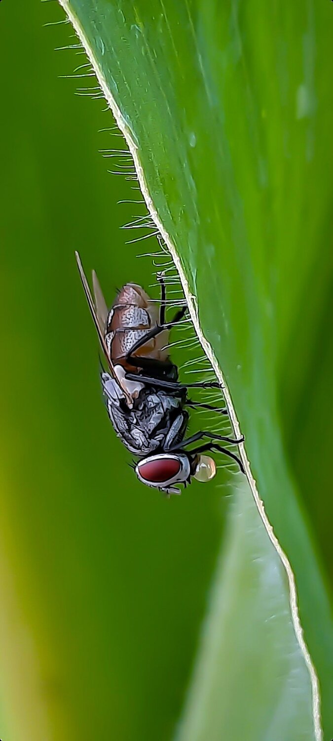 Macro