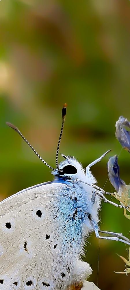 Macro
