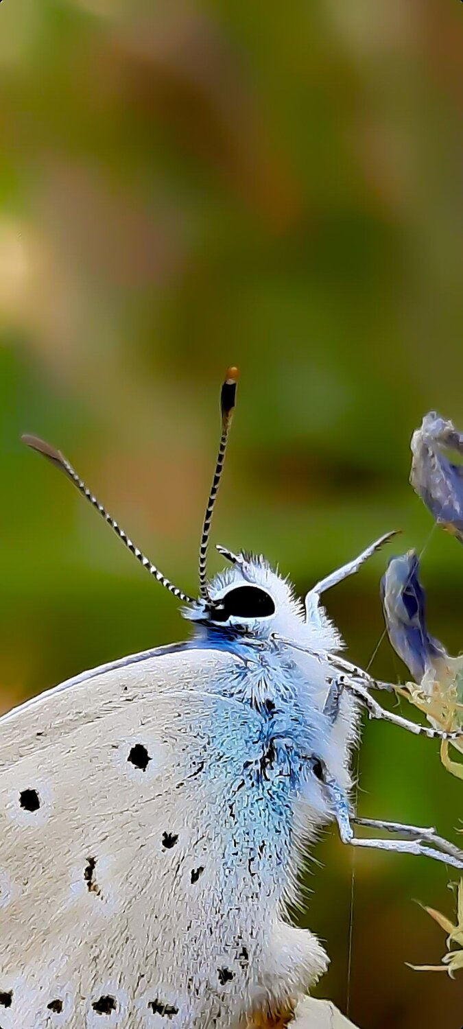 Macro
