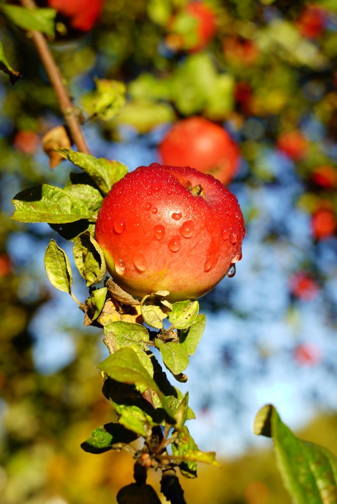 Фотография автора Юлия Овчинникова