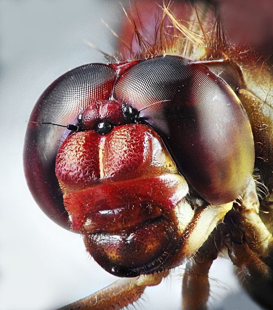 Photograph by Adeilson Melo