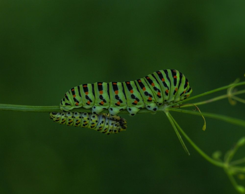 Photograph by Leanid Kulpo