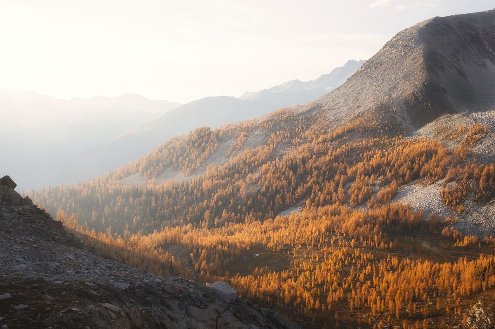 Golden larch valley