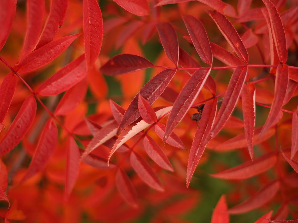 Photograph by Наталья Муравейко