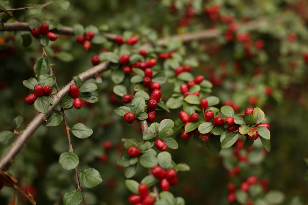 Photograph by Наталья Муравейко