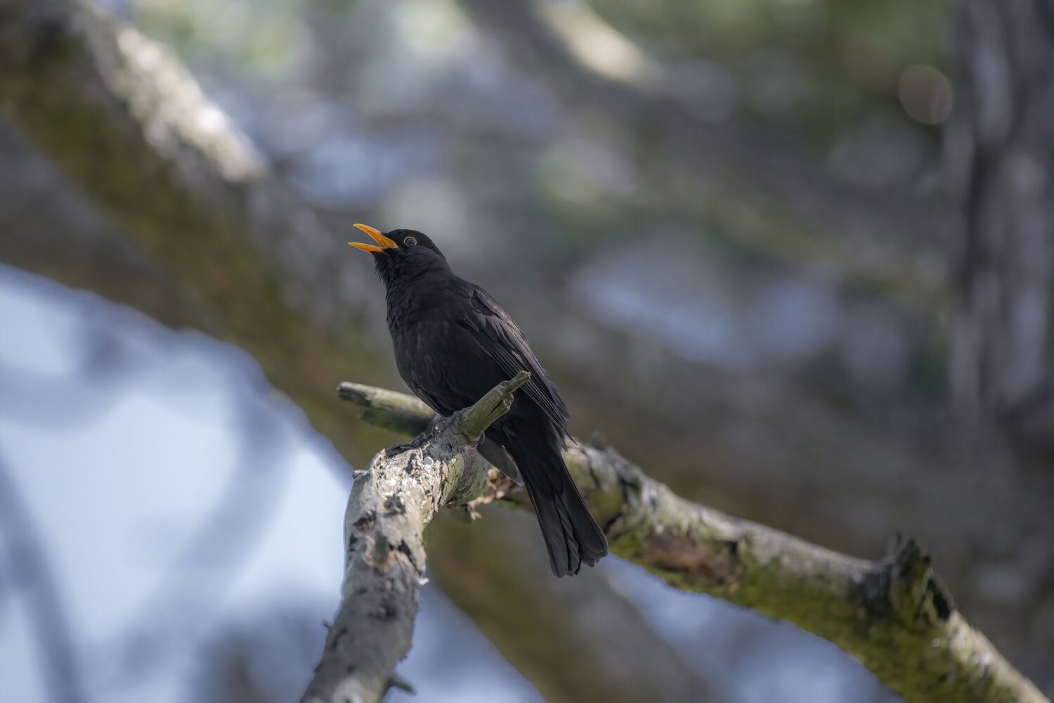 Voice of the Spring