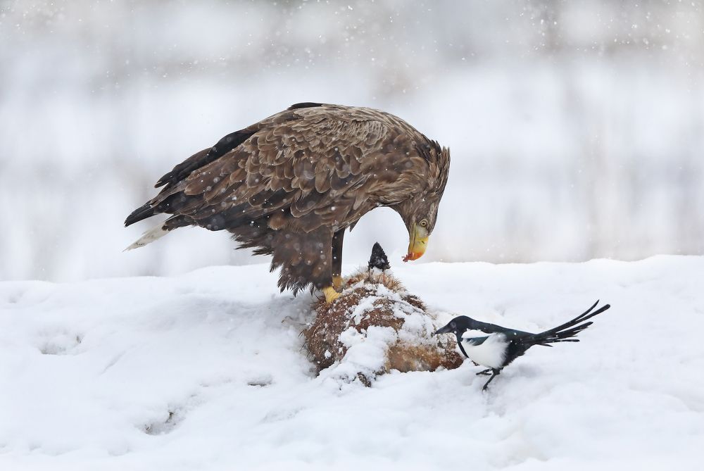 Фотография автора Александр Гусар