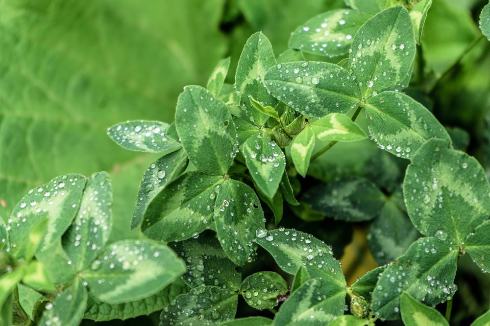 Photograph by Irina Tischer