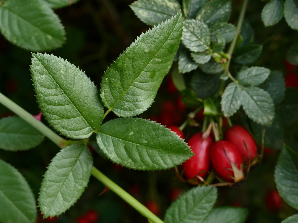 Photograph by Александр Кизим