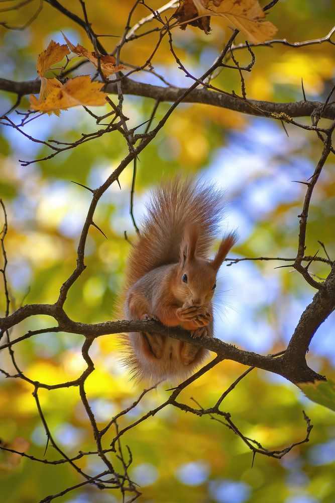 Говорит и показывает осень!