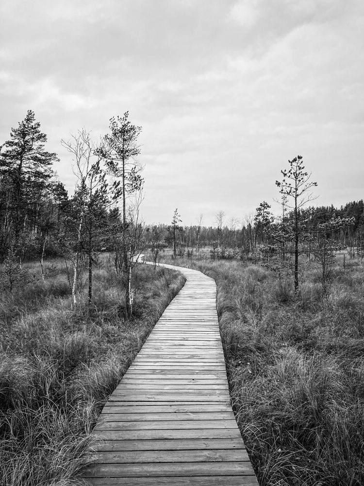 Путь сквозь топь / Path through the swamp