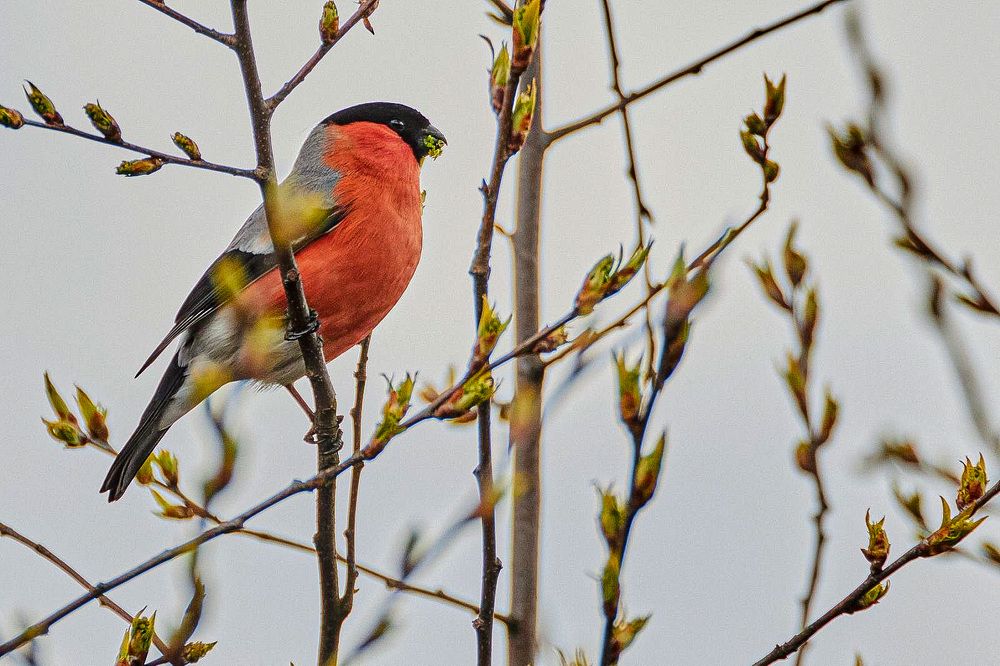 Photograph by Алексей Романов
