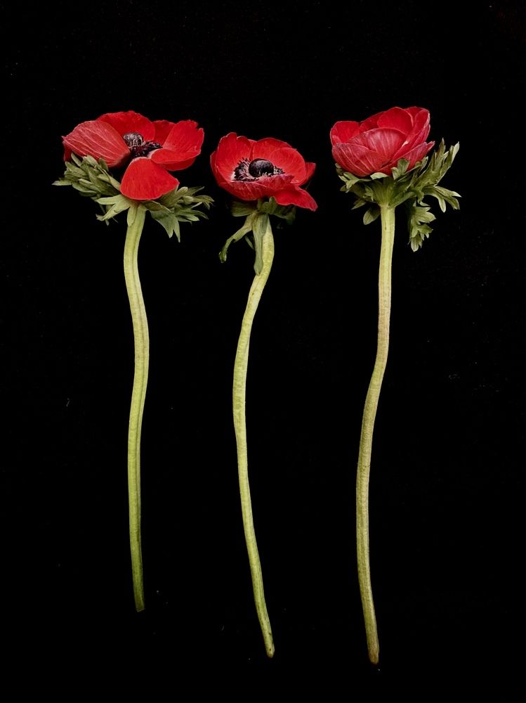 Photograph by Иованна Решетова