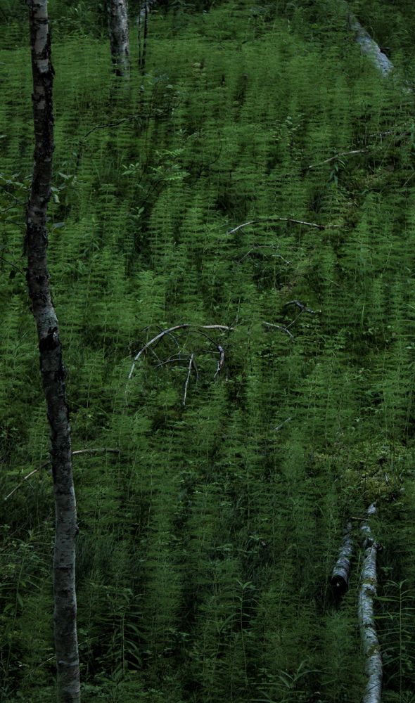 Photograph by Екатерина Михеева