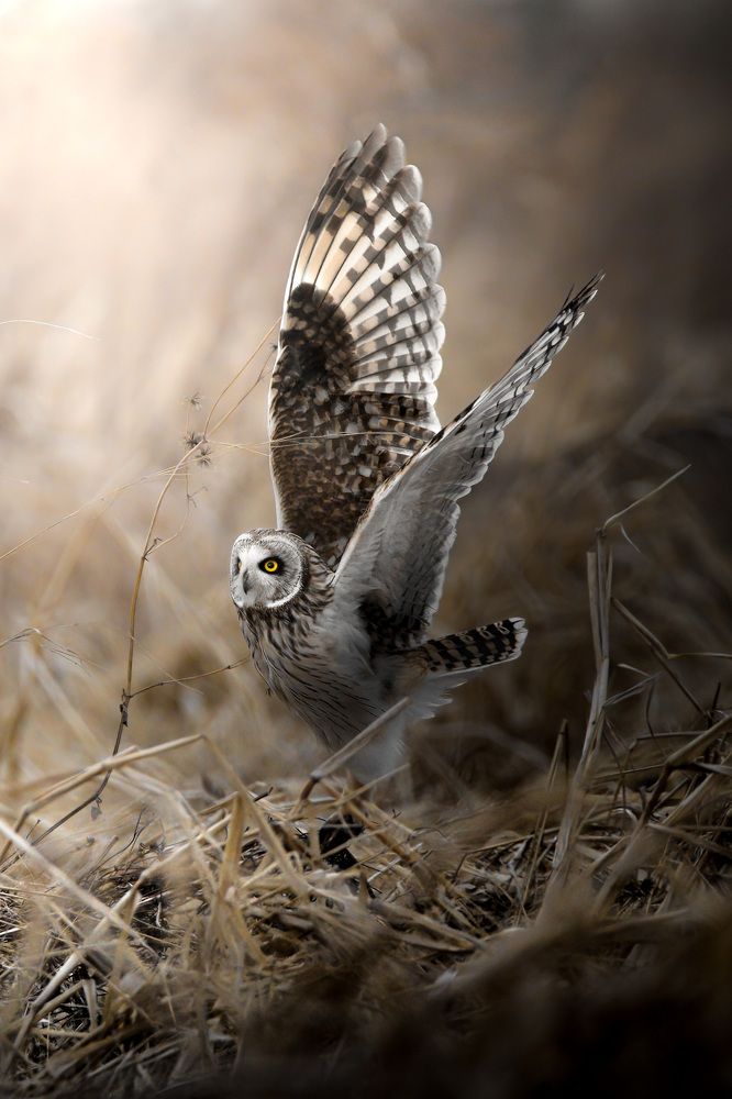 Photograph by Matsubara Hiroki