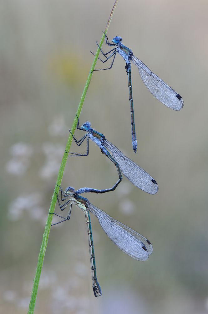 Третий лишний.