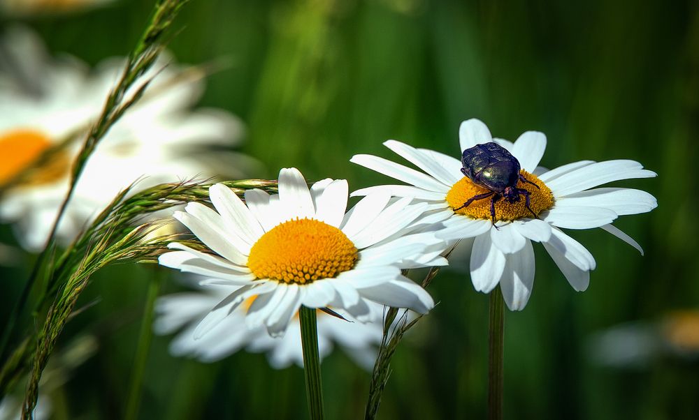 Photograph by Владимир Безбородов