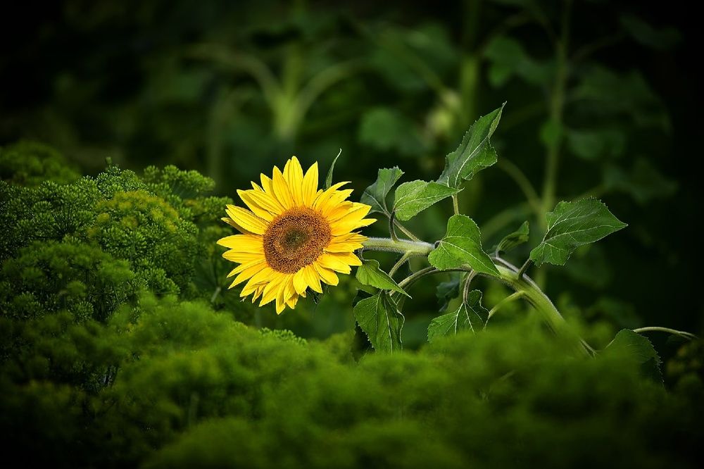 Photograph by Елена