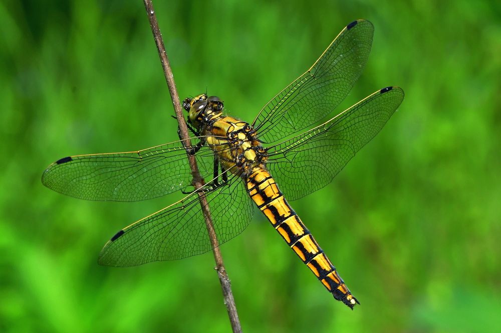 Photograph by Корнейчук Игорь