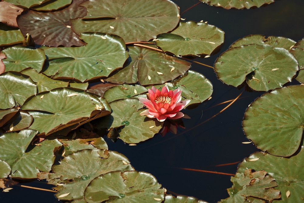 Photograph by Надежда Черковская